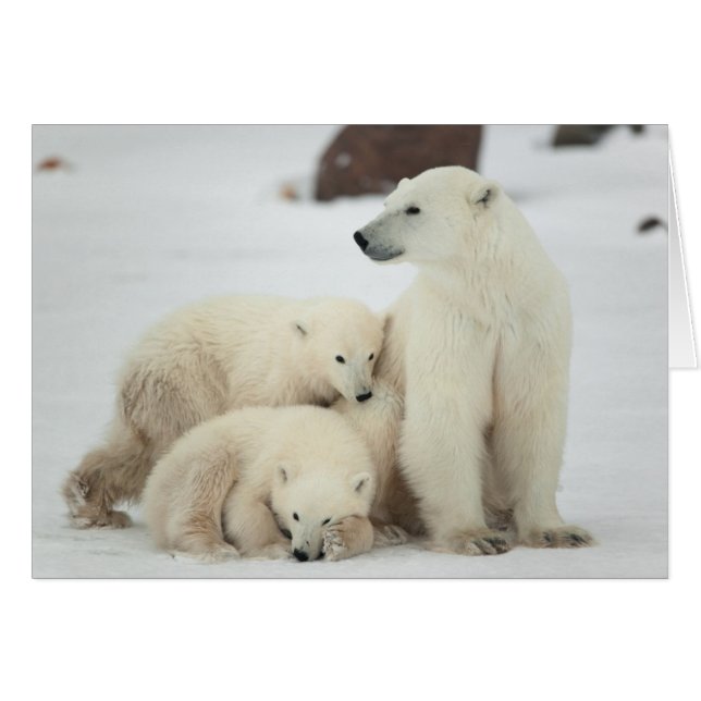 Oso Polar Con Cubs (Anverso (Horizontal))