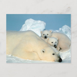 oso polar con la postal de los cachorros