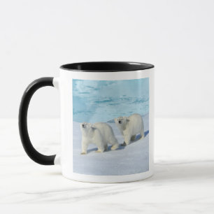 Oso polar, dos tazas en el hielo de paquete, Ursus