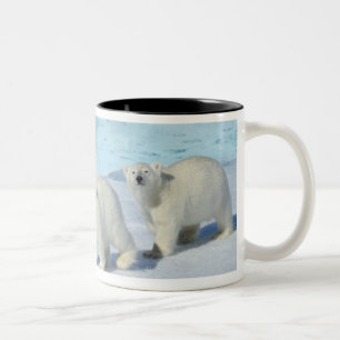 Oso polar, dos tazas en el hielo de paquete, Ursus