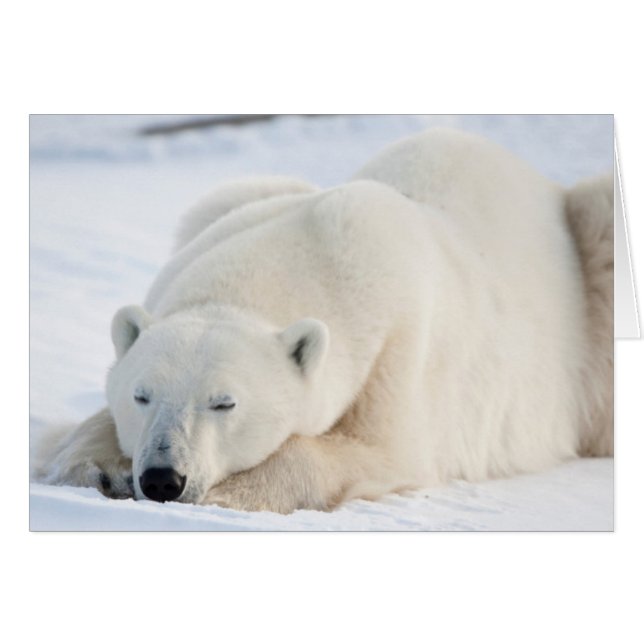 Oso polar en invierno (Anverso (Horizontal))