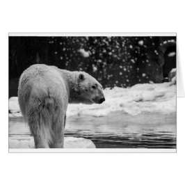 Oso polar en la nieve