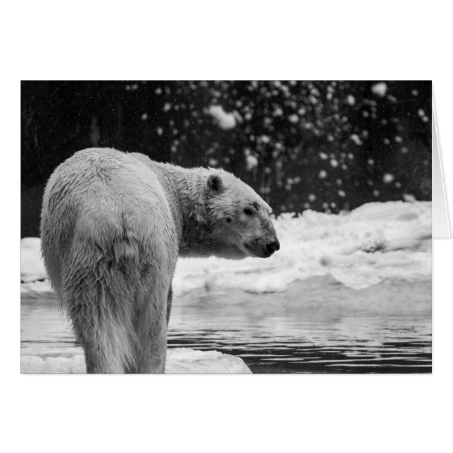Oso polar en la nieve (Anverso (Horizontal))