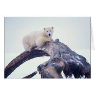 Oso polar encima de un hueso de mandíbula de balle