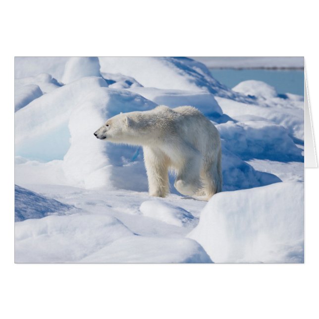 Oso polar macho joven (Anverso (Horizontal))