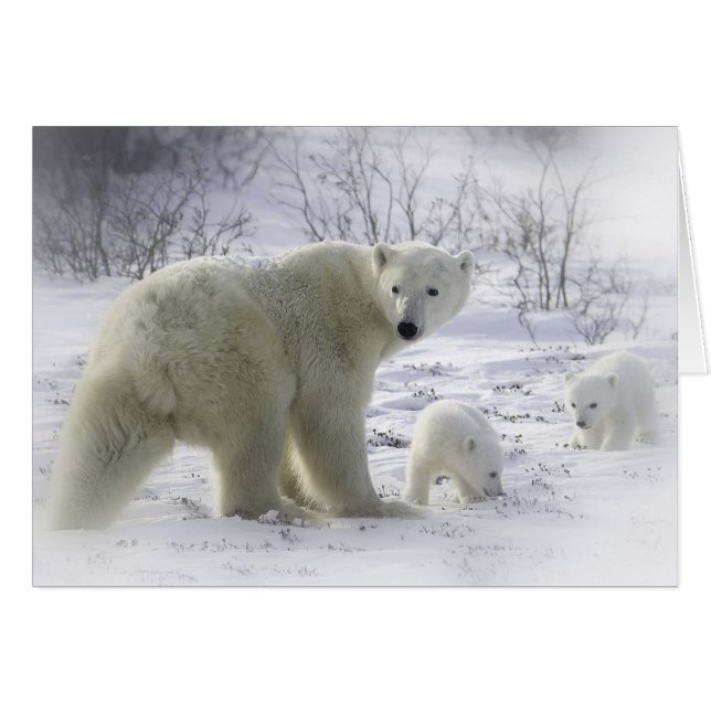 Oso polar madre con cachorros jóvenes (Anverso (Horizontal))
