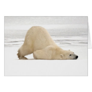 Oso polar rascándose en la tundra congelada