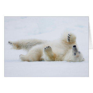 Oso polar rodando en la nieve, Noruega