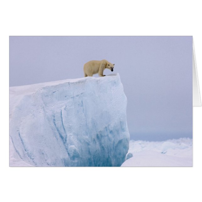 oso polar, Ursus maritimus (Anverso (Horizontal))