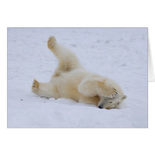 oso polar, Ursus maritimus, cachorro rodando