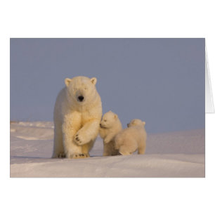 oso polar, Ursus maritimus, cerda con recién nacid