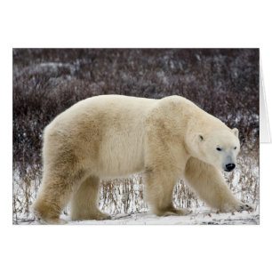 Oso polar Ursus maritimus) en Churchill
