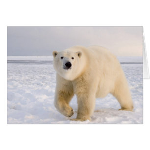 oso polar, Ursus maritimus, en hielo y nieve, 2