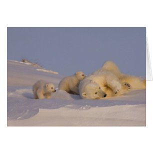 oso polar, Ursus maritimus, hembra jugando
