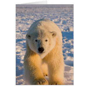 oso polar, Ursus maritimus, oso polar en hielo
