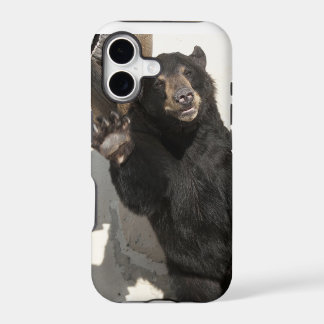 Oso que agita