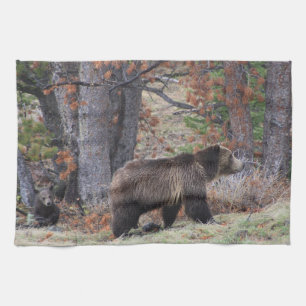 Oso y cachorro pardo en toalla de cocina de piedra