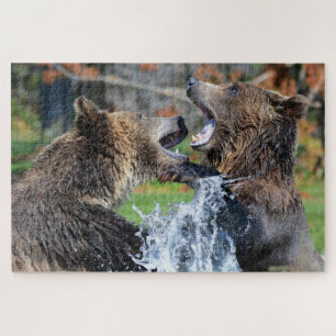 Osos Grizzly luchando contra el rompecabezas