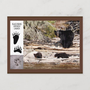 Osos Negros, Tarjeta Postal de Regalos