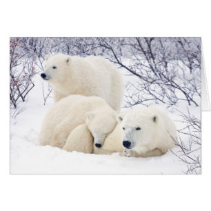 Osos polares hembra y dos cubos 3