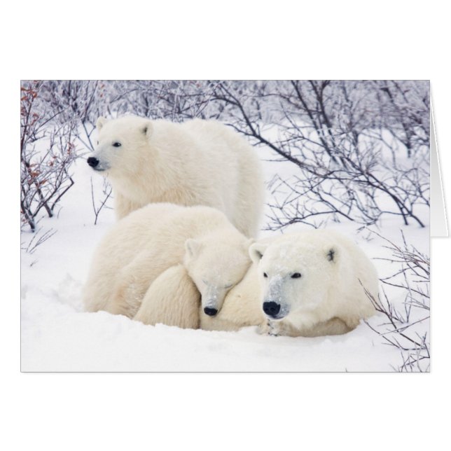 Osos polares hembra y dos cubos 3 (Anverso (Horizontal))