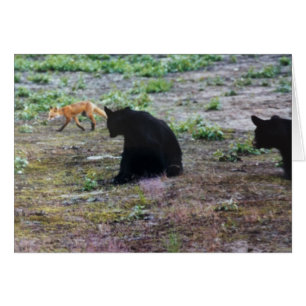 Osos rojos y negros en Alaska
