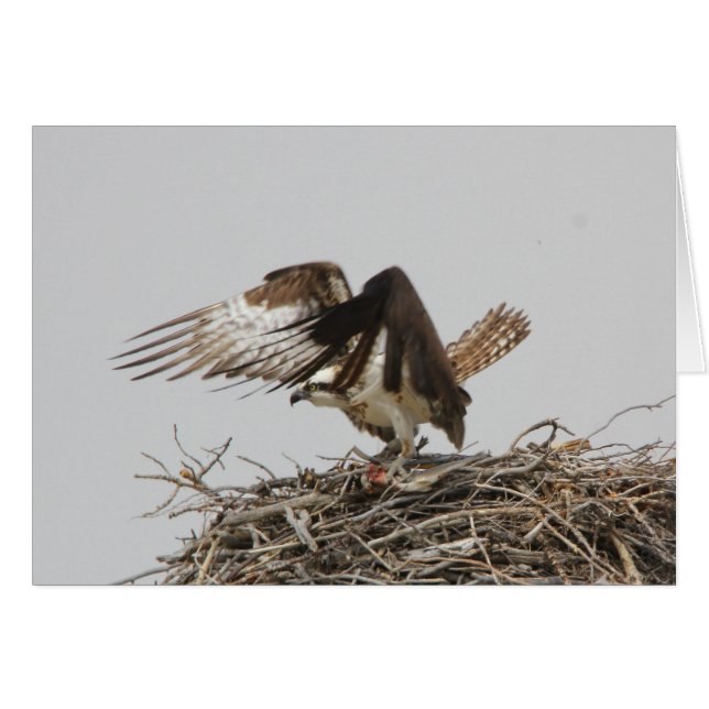 Osprey (Anverso (Horizontal))