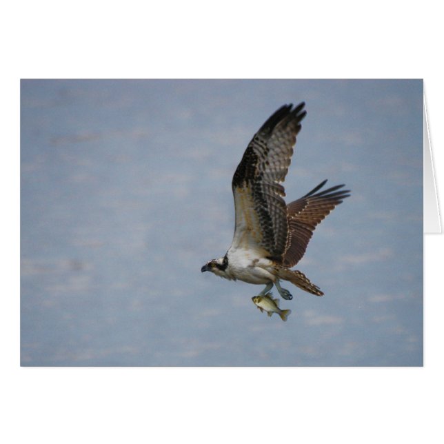 Osprey (Anverso (Horizontal))
