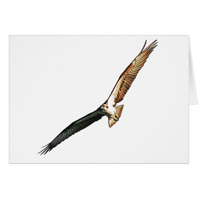 Osprey (Anverso (Horizontal))