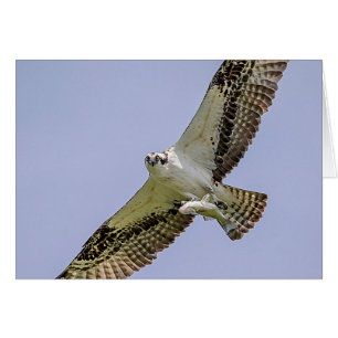 Osprey con un pez