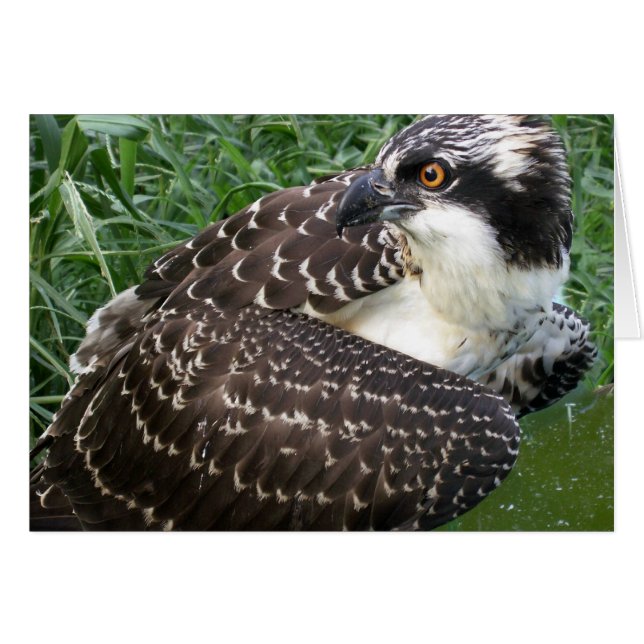 Osprey de alerta (Anverso (Horizontal))