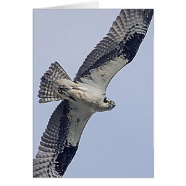 Osprey en vuelo