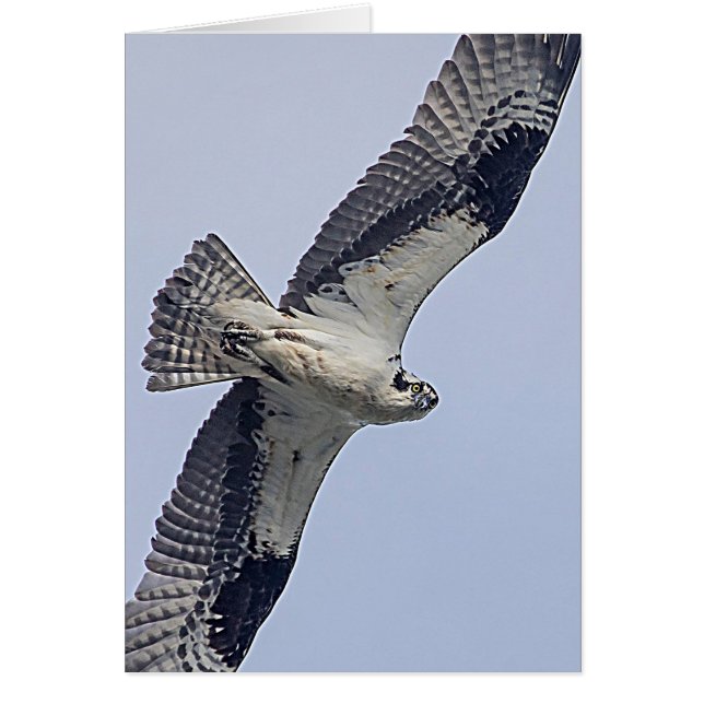 Osprey en vuelo (Frente)
