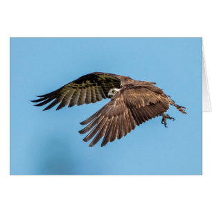 Osprey en vuelo en el Parque Estatal de la Isla de