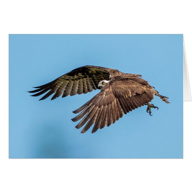 Osprey en vuelo en el Parque Estatal de la Isla de (Anverso (Horizontal))