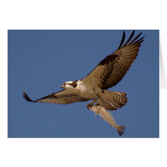 Osprey Fisher (Anverso (Horizontal))