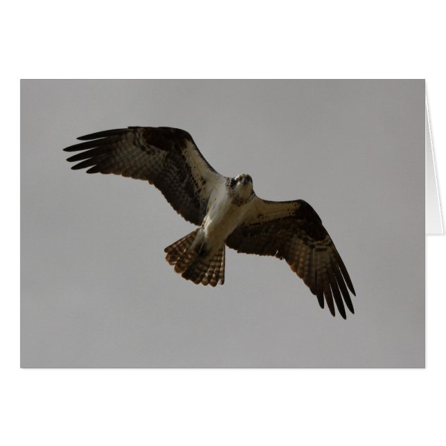 Osprey II (Anverso (Horizontal))