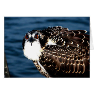 Osprey, isla Tilghman, puerto de Dogwood, Maryland
