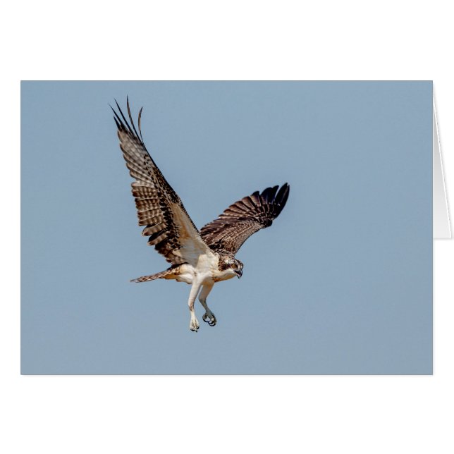 Osprey juvenil en vuelo (Anverso (Horizontal))