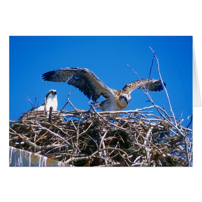 Osprey Nest (Anverso (Horizontal))