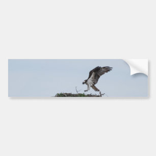 Osprey que aterriza a pegatinas para el