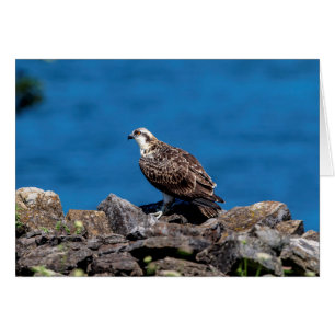 Osprey sobre las rocas