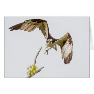 Osprey viniendo hacia ti