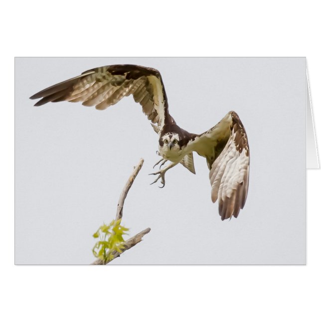 Osprey viniendo hacia ti (Anverso (Horizontal))