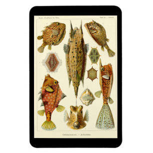 "Ostraciontes" de Ernst Haeckel Imán