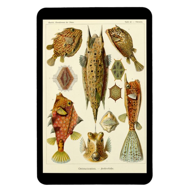 "Ostraciontes" de Ernst Haeckel Imán (Vertical)