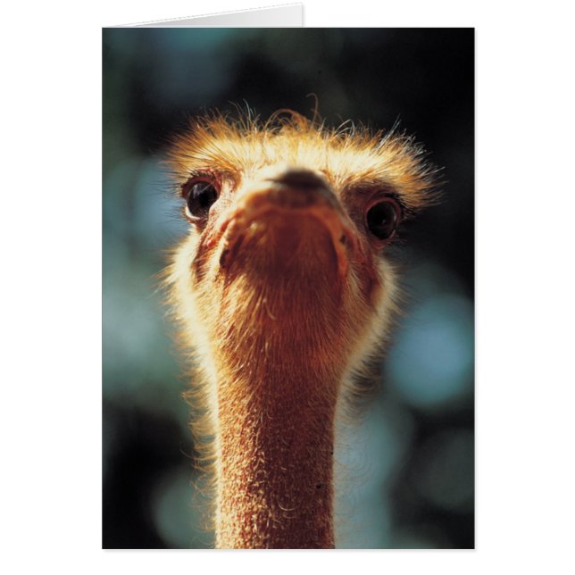 Ostrich (Frente)