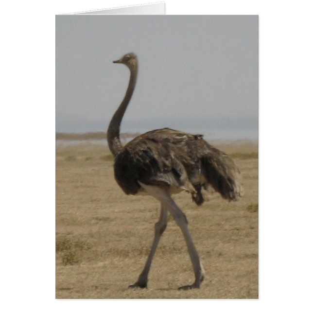 Ostrich (Frente)