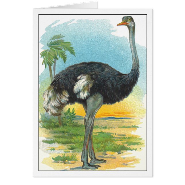 Ostrich en África (Frente)