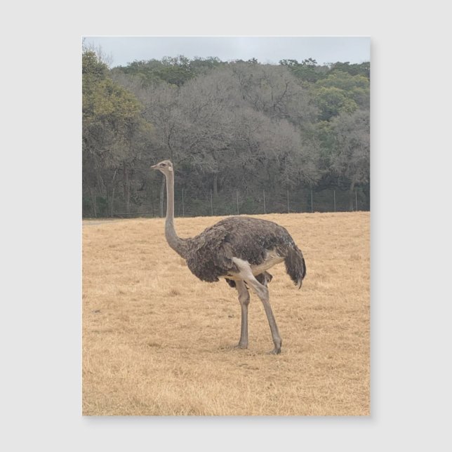 Ostrich Magnet (Anverso)